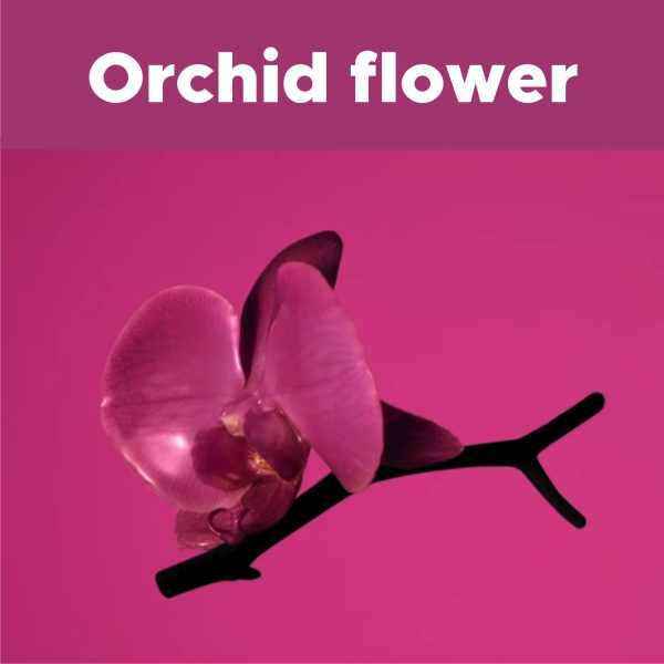 Orchid Flower